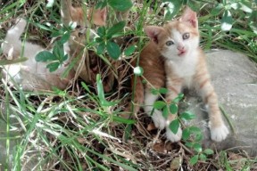 开云·体育官网-世界杯历史上的传奇球员，世界杯历代记