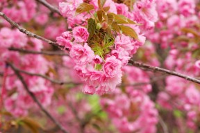 kaiyun.com-胡贝特·科斯决赛表现赢得教练点赞，胡安贝内特简介