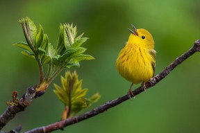 开云官方网站-新赛季五大联赛防守最稳固球队盘点，五大联赛赛季最佳阵容