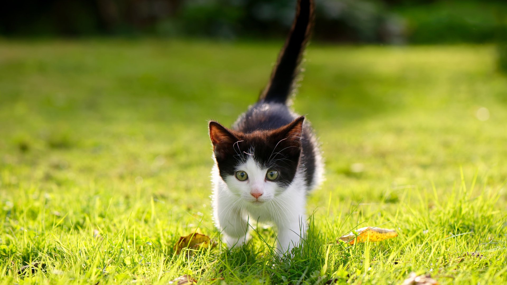 中国足球赛事热度与曝光量排名，中国足球顶级赛事