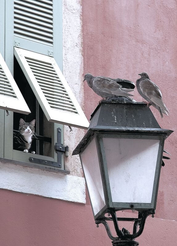 曼联迎战巴黎圣日耳曼，欧冠战火重燃，曼联vs巴黎圣日尔曼