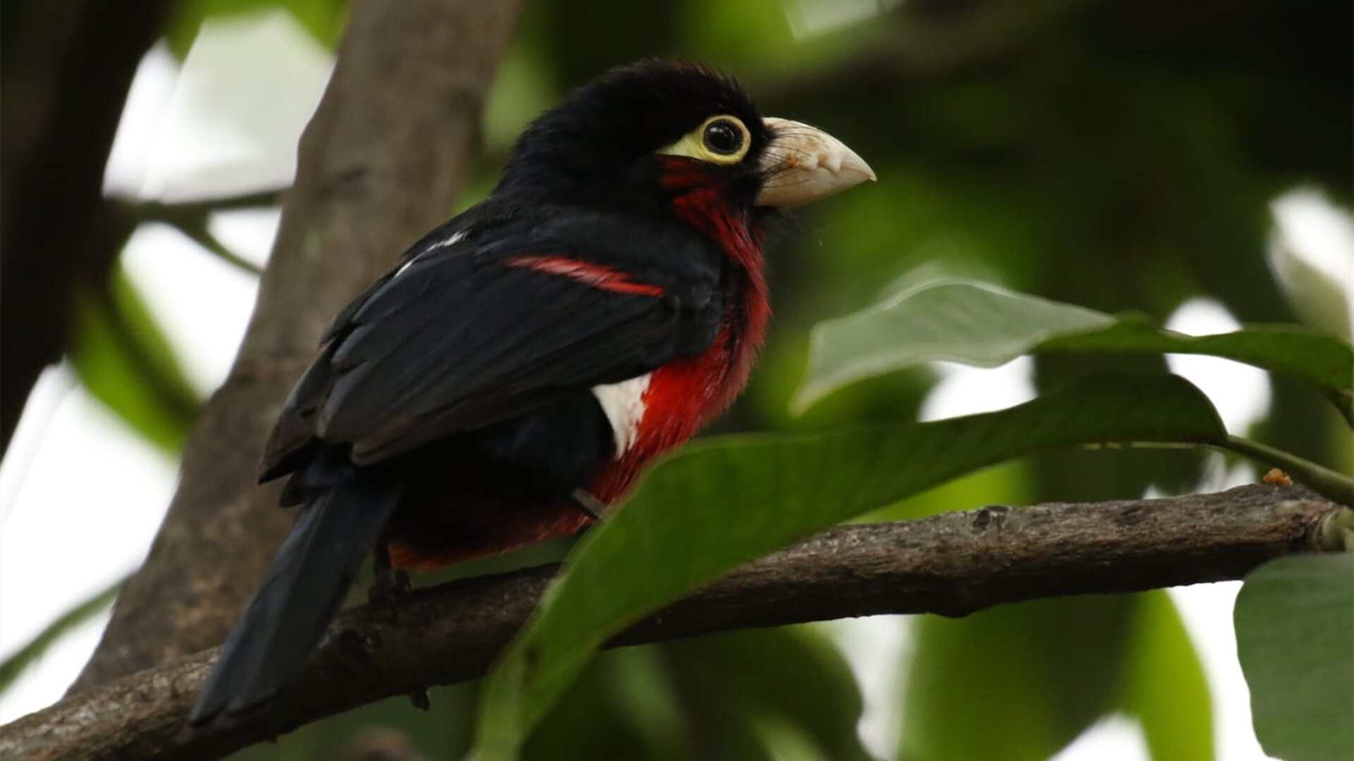 篮球运动员专项技术动作视频教学，篮球专业技术动作