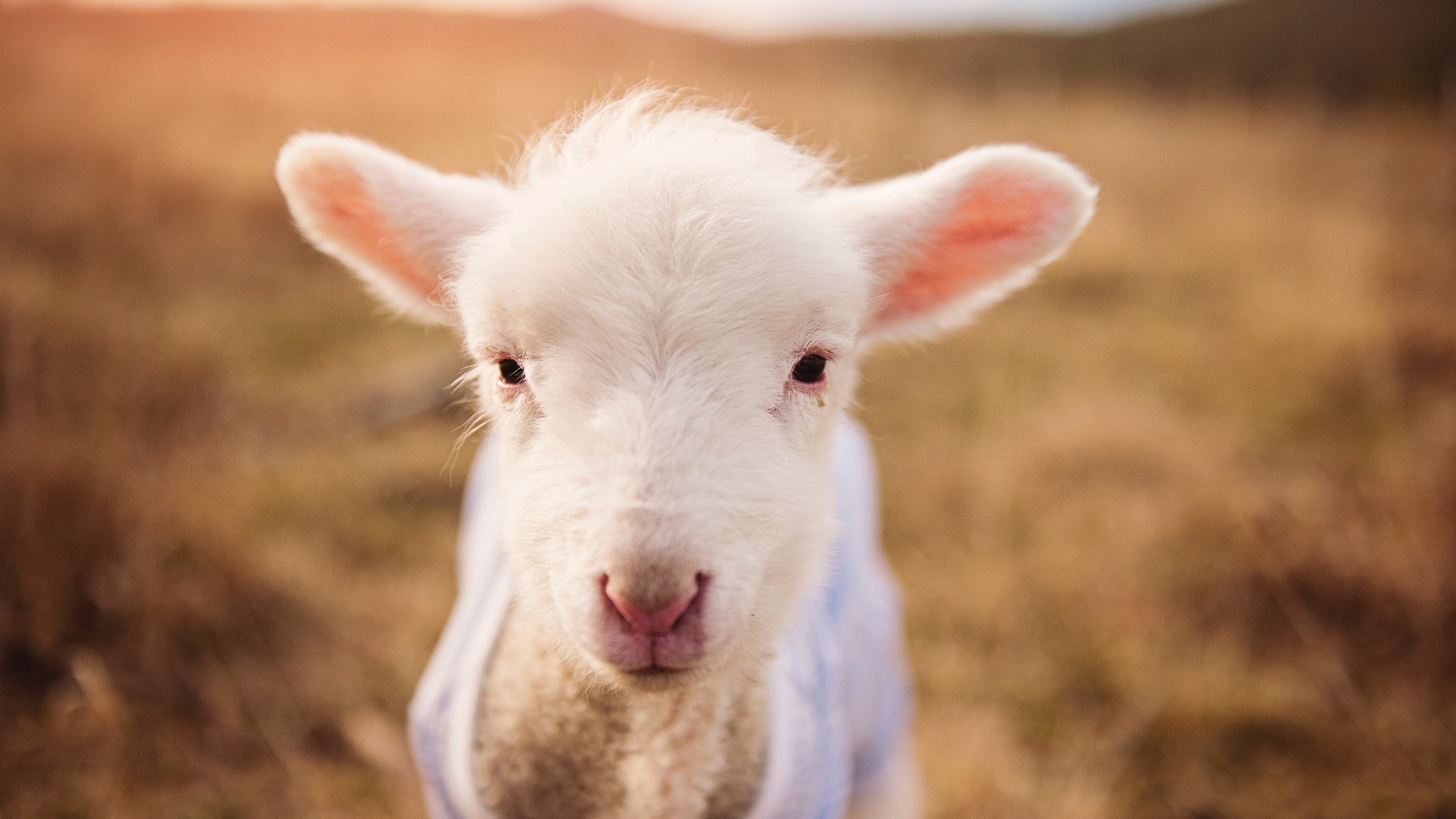 西甲球队使用AI识别对手防线结构变化的技术路径分析，西甲防守