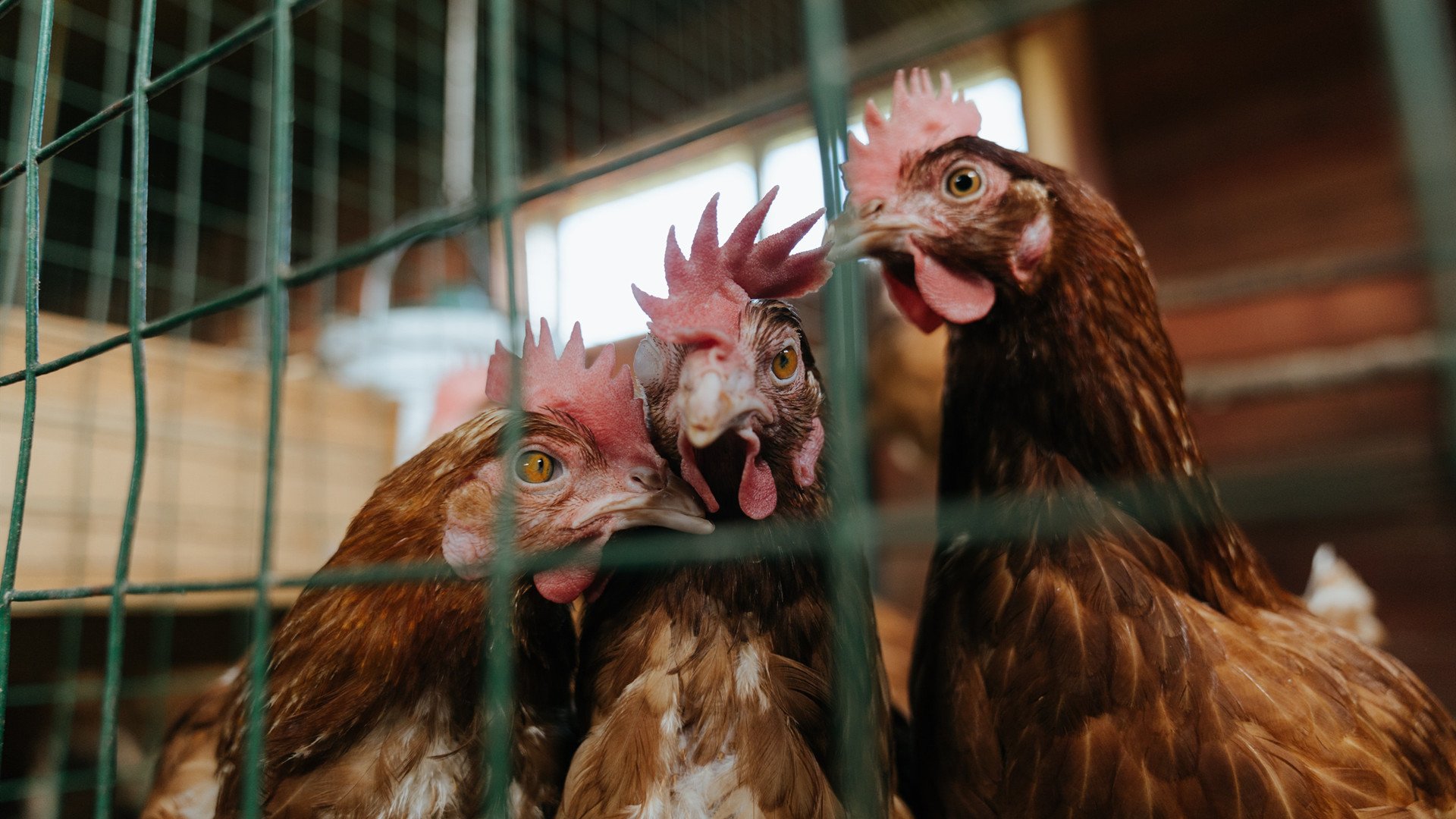 CBA数据分析系统升级助教练实时调整战术,cba球队数据分析师