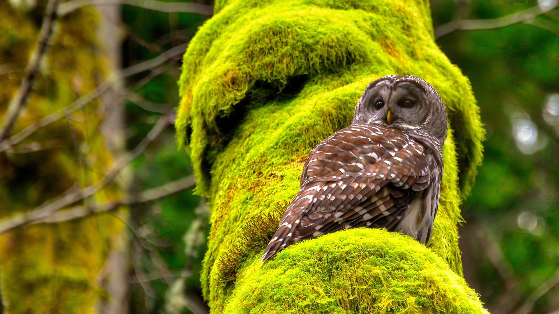 体育新闻中心联合行业机构建立数据共享机制,体育数据新闻案例