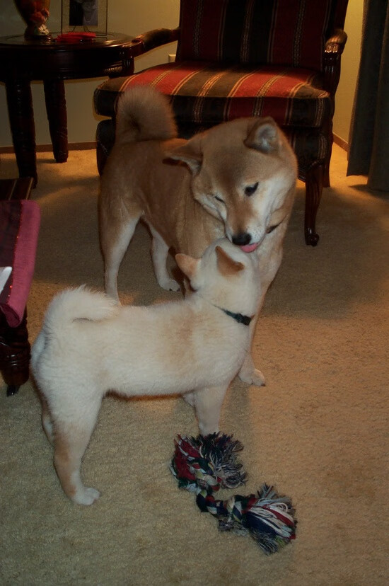 博卡队长带头拼搏，展现斗志，博卡vs