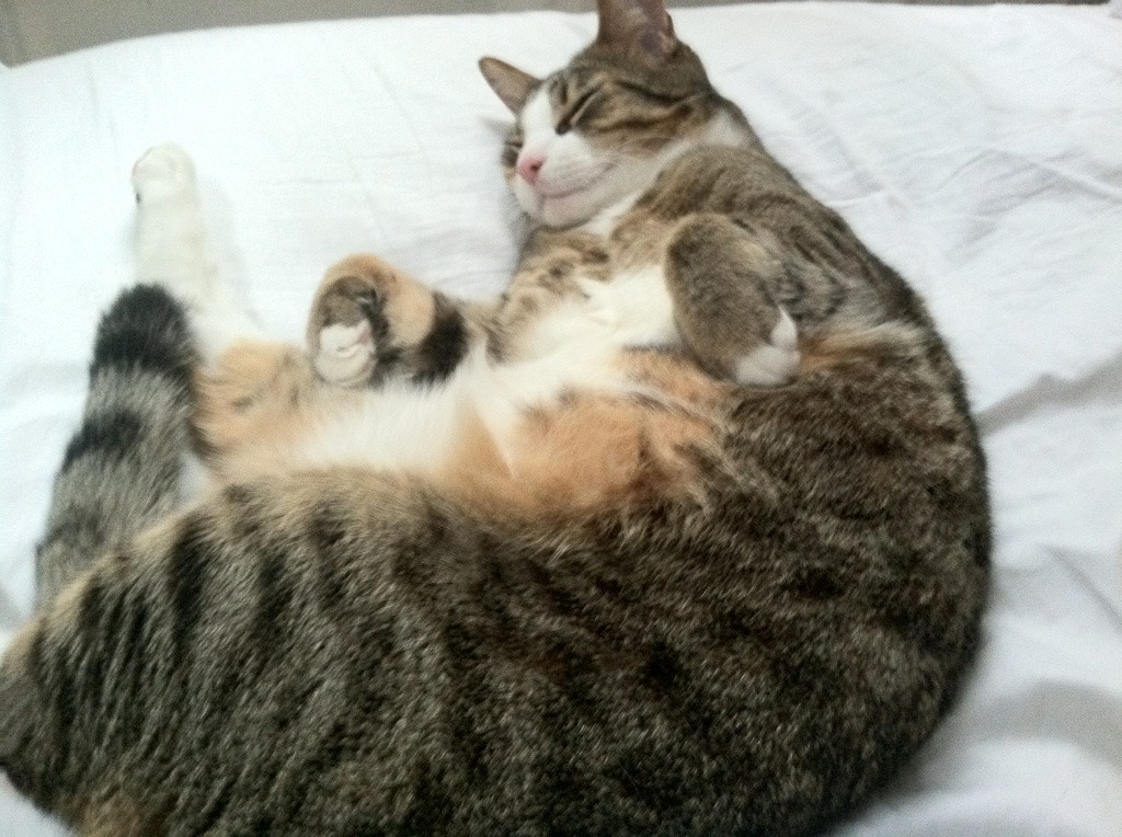 足球产业链发展不平衡现象加剧，足球相关产业