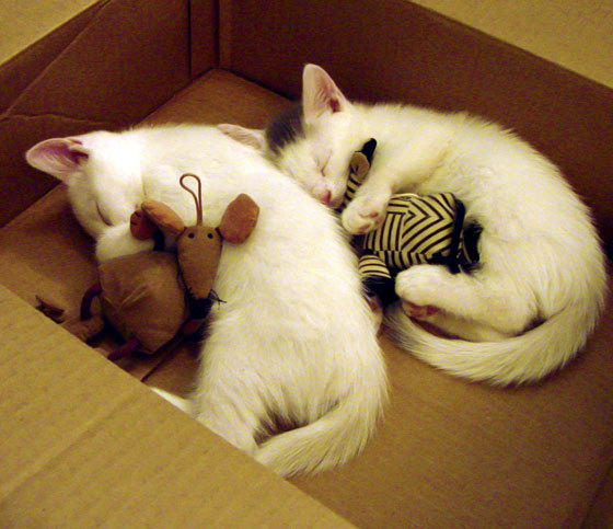 “帕布罗·马特拉的精神领袖作用，让阿根廷美洲狮队战斗力爆发”