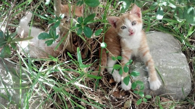 中国篮球文创产品受年轻人欢迎拓展品牌边界，中国篮球文化