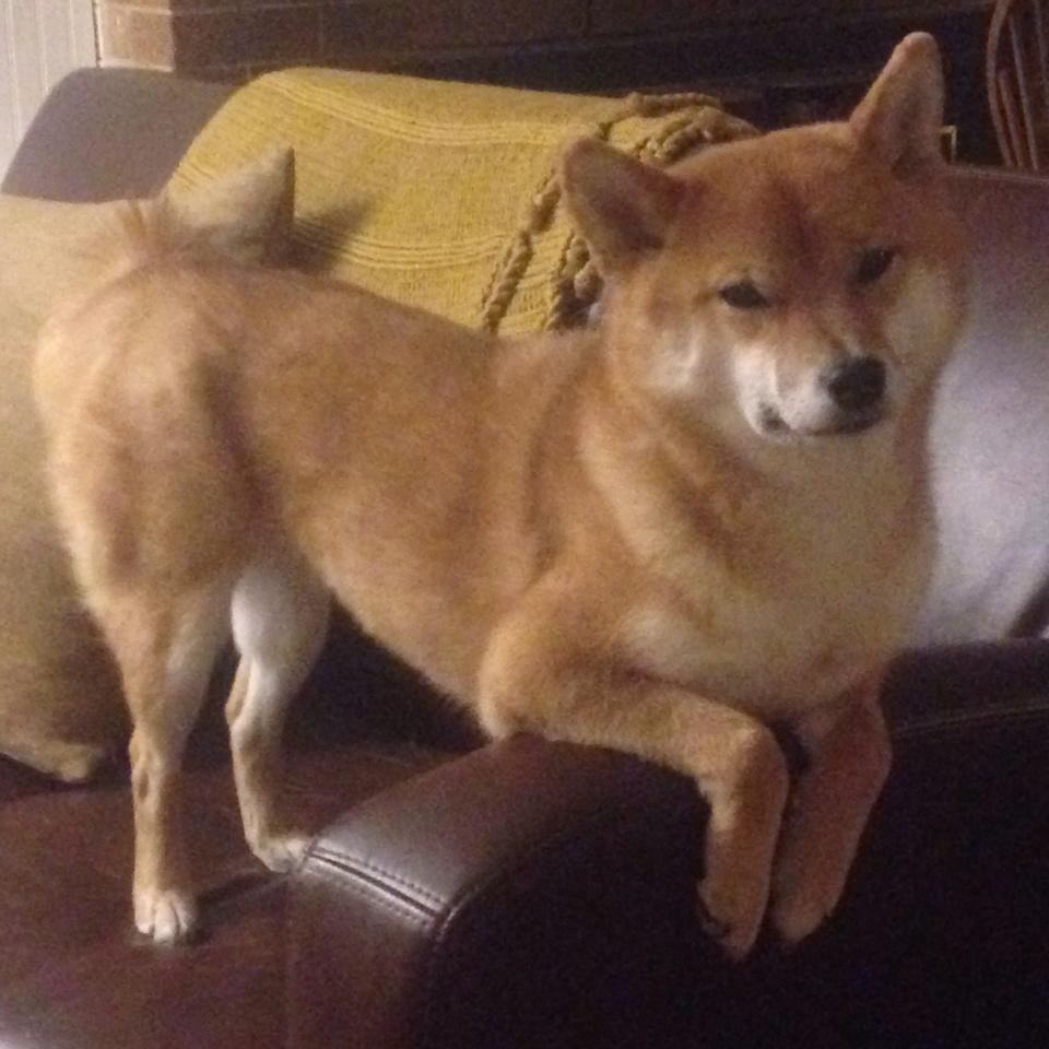 中国篮球文创产品受年轻人欢迎拓展品牌边界，中国篮球文化