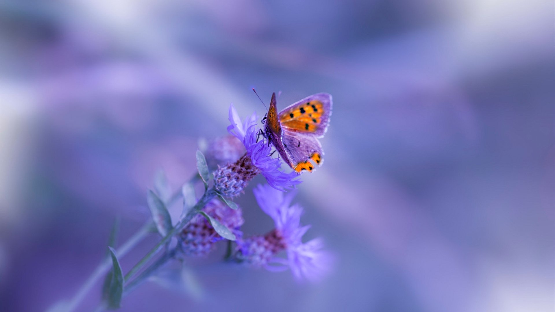 中国足球国家队强化中后场防守协同机制，足球中后卫防守技巧一对一视频