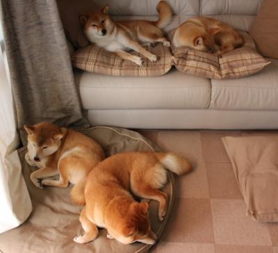 体育新闻中心公布冰上项目裁判注册制度改革试点，冰上运动协会