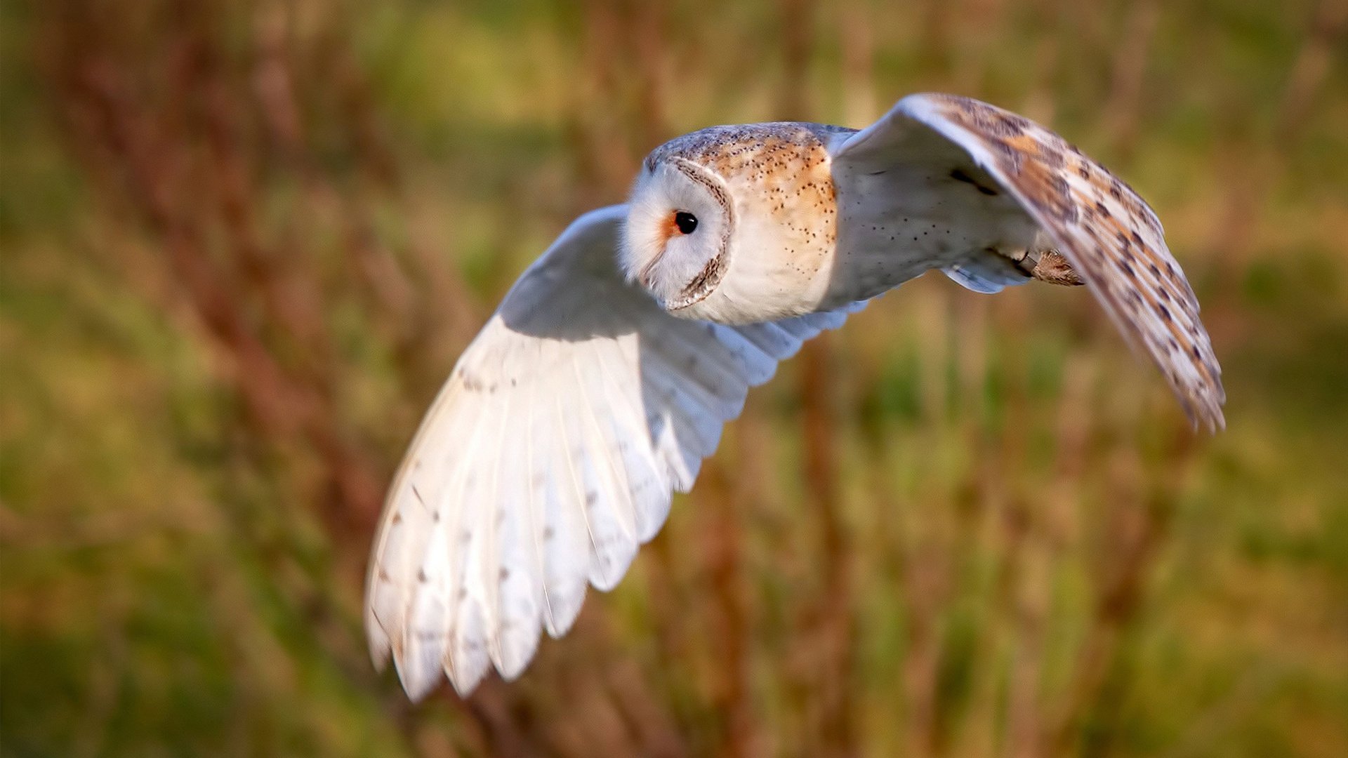 国外退役教练受聘，带来多国联防理念融合，国外退役运动员