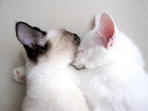 城市篮球节大型快闪活动吸引民众广泛参与传播体育精神，篮球文化节