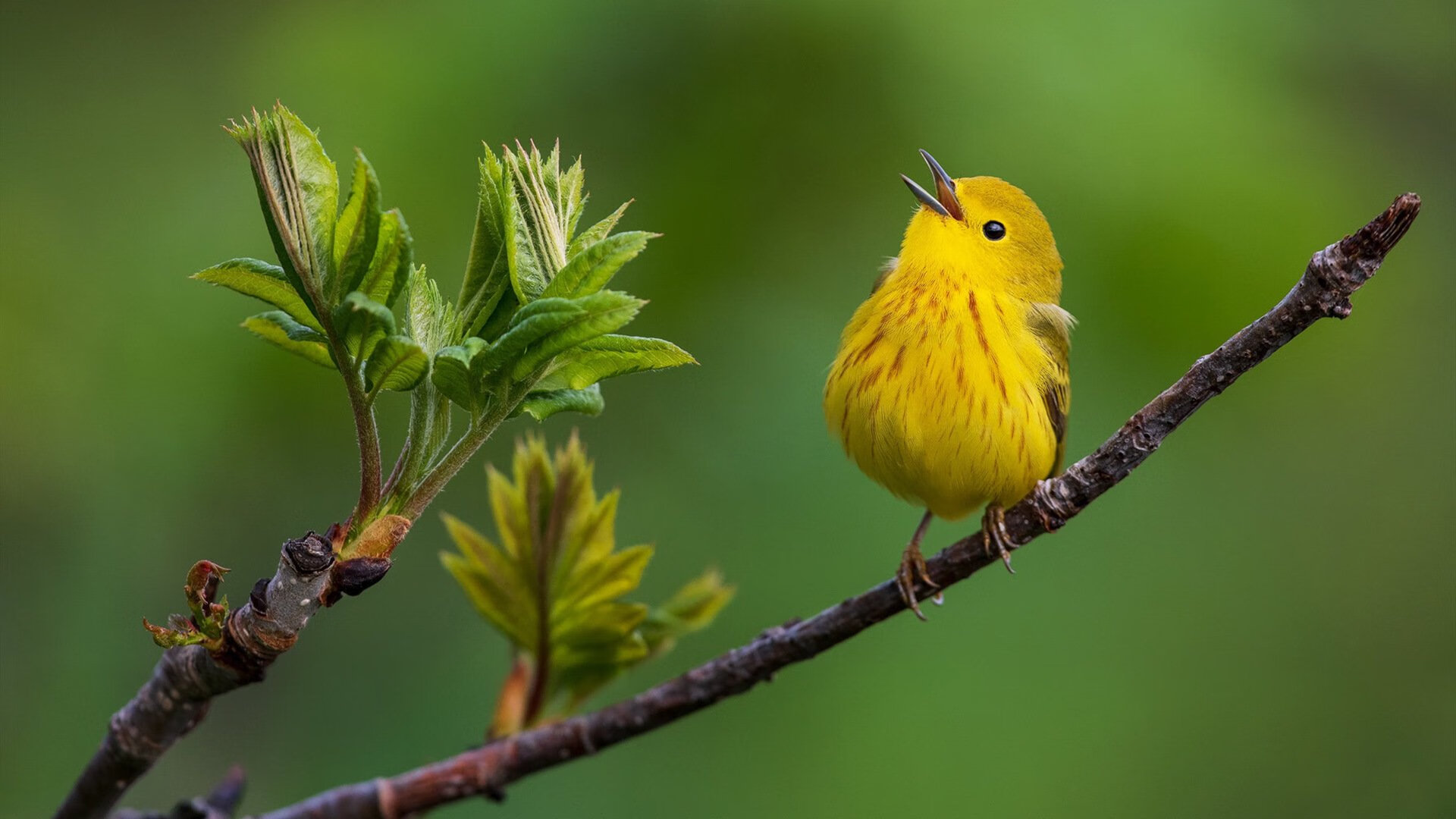 数字化裁判员培训体系全方位提升裁判执法水平，裁判员信息登记系统