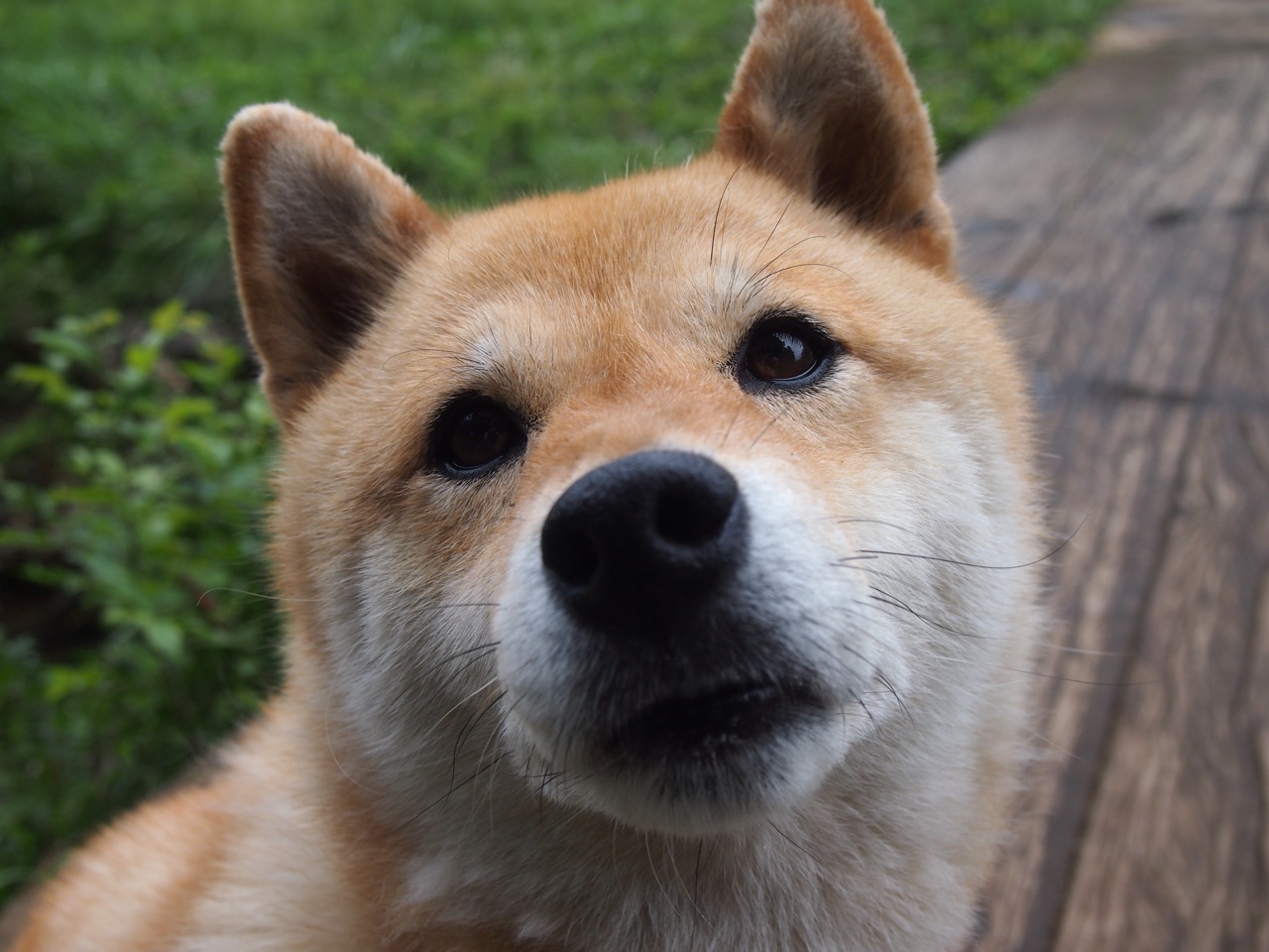 曼联刷新赛会纪录欧冠淘汰赛，曼联欧冠出线