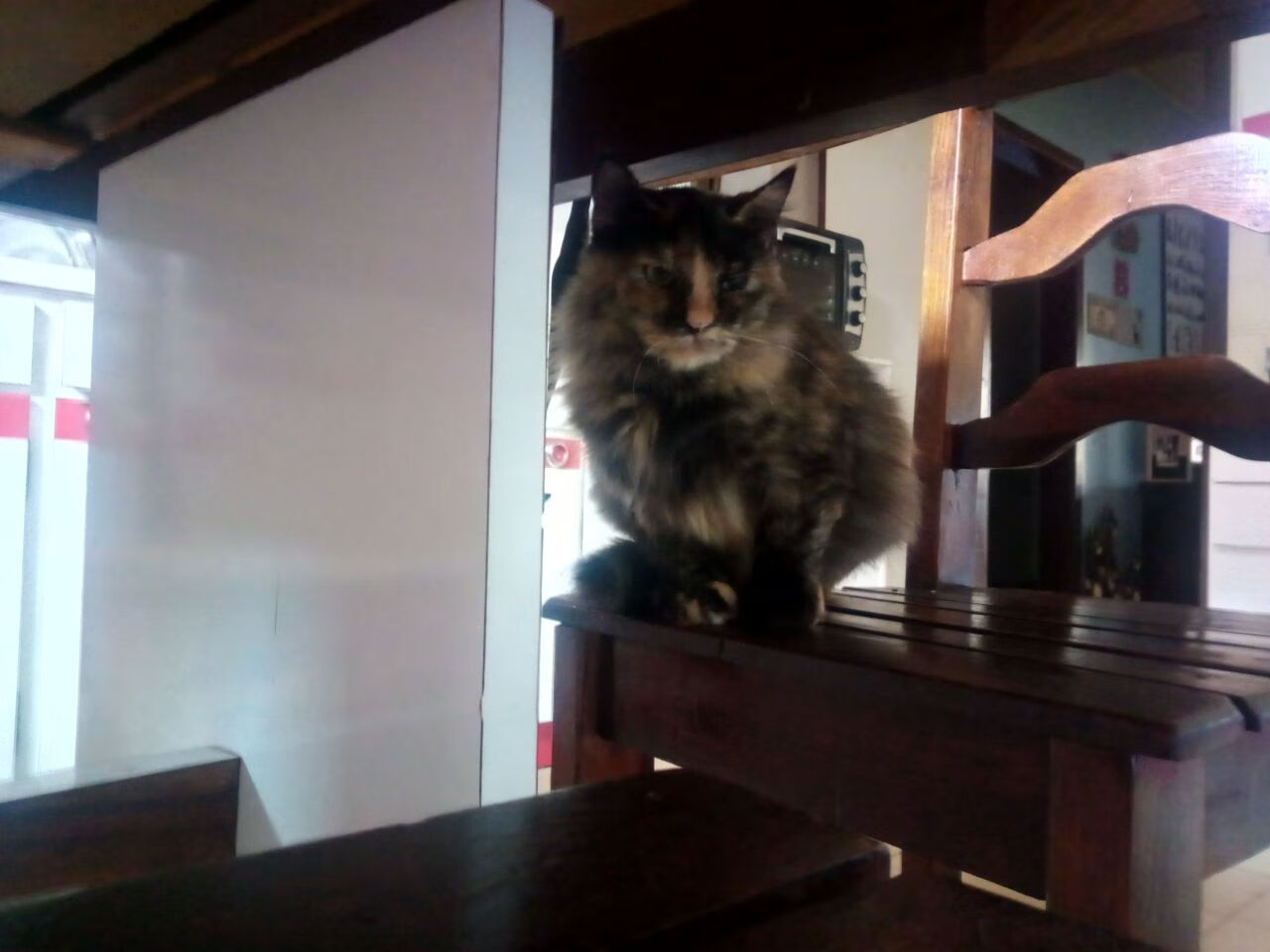 格鲁吉亚女篮在欧洲锦标赛中赢得佳绩，迈向国际新舞台，格鲁吉亚篮球赛