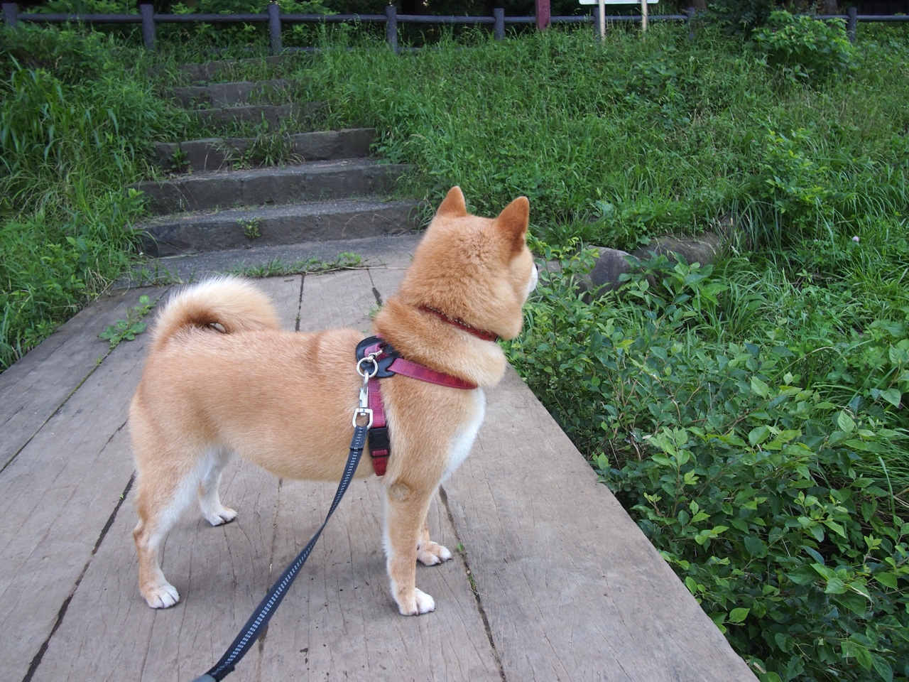 美洲杯精彩瞬间：逆境中缔造奇迹，美洲杯经典比赛