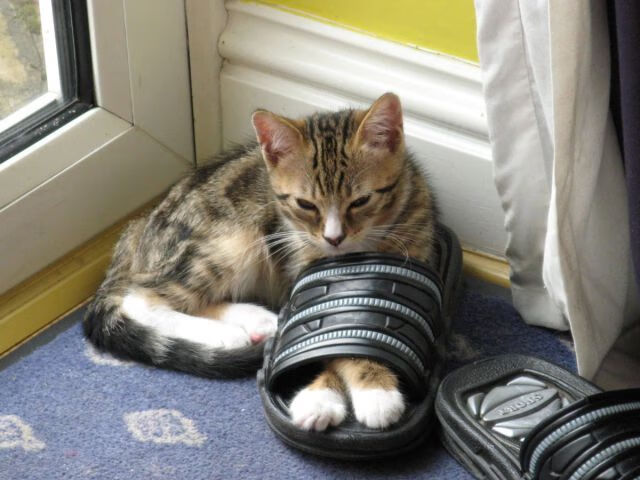 中超球队外援配置是否趋于合理,中超各球队外援