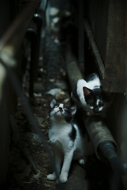 五大联赛战术视频分析热度逐年上升，五大联赛赛前分析